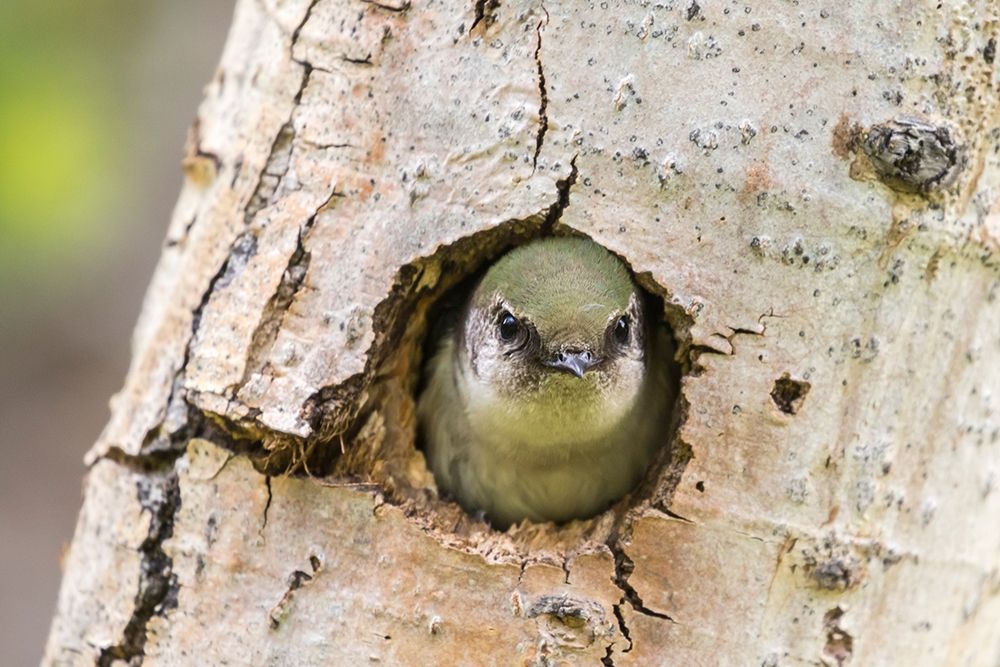 Colorado-Rock Mountain National Park Violet-green swallow at nest hole in tree art print by Jaynes Gallery for $57.95 CAD