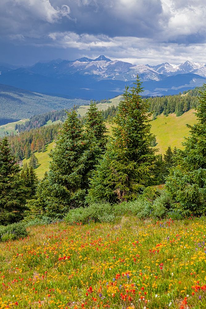 Colorado-Shrine Pass-Vail Flowery landscape in summer art print by Jaynes Gallery for $57.95 CAD