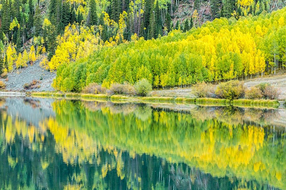Colorado-Gunnison National Forest Forest reflections in lake art print by Jaynes Gallery for $57.95 CAD