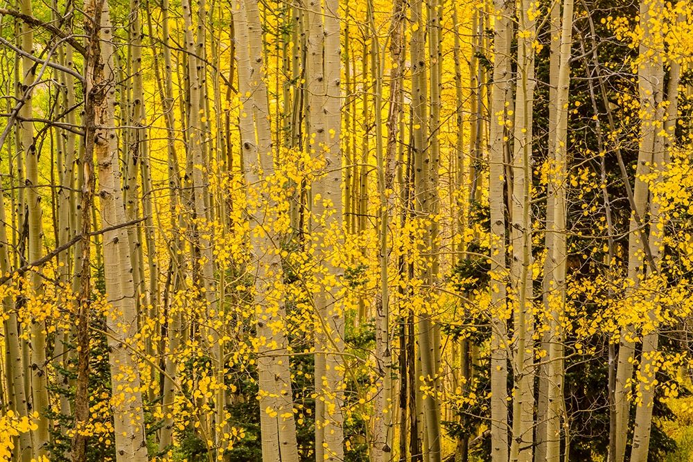 Colorado-Gunnison National Forest Aspen forest in autumn art print by Jaynes Gallery for $57.95 CAD