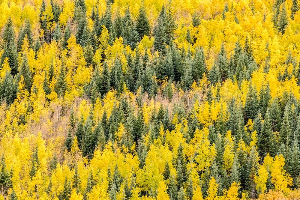 Colorado-Gunnison National Forest Aspen forest in autumn art print by Jaynes Gallery for $57.95 CAD