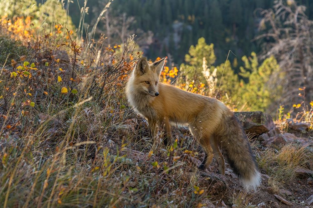 Colorado-Gunnison National Forest Red fox and scenic art print by Jaynes Gallery for $57.95 CAD
