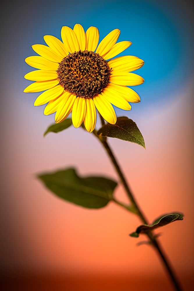 Colorado-Fort Collins Wild sunflower close-up art print by Jaynes Gallery for $57.95 CAD