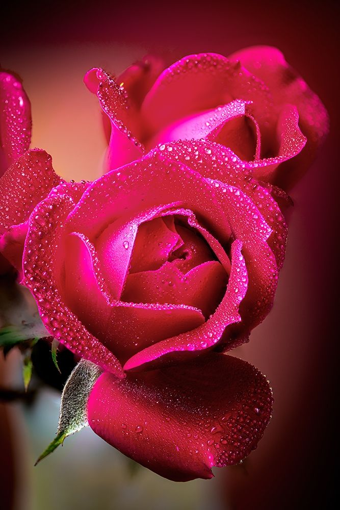 Colorado-Fort Collins Roses close-up art print by Jaynes Gallery for $57.95 CAD