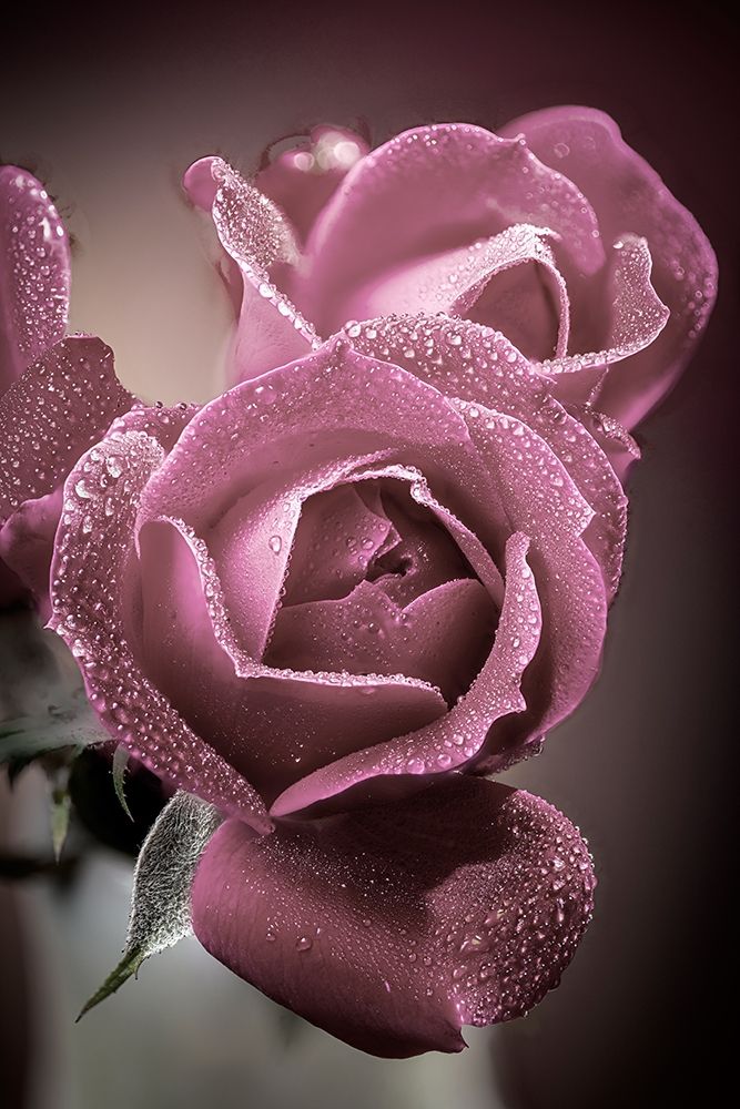 Colorado-Fort Collins Roses close-up art print by Jaynes Gallery for $57.95 CAD