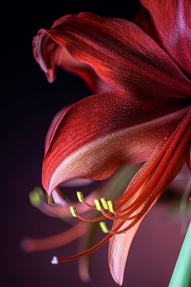 Colorado-Fort Collins Bogota amaryllis flower close-up art print by Jaynes Gallery for $57.95 CAD