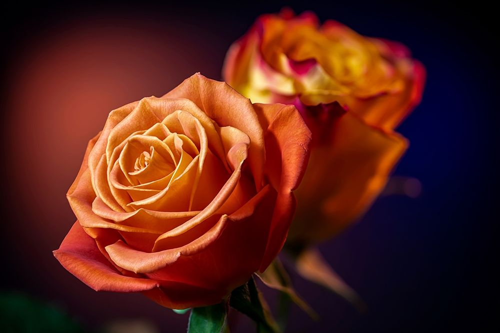 Colorado-Fort Collins Roses close-up art print by Jaynes Gallery for $57.95 CAD