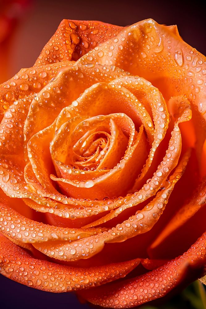 Colorado-Fort Collins Rose close-up art print by Jaynes Gallery for $57.95 CAD
