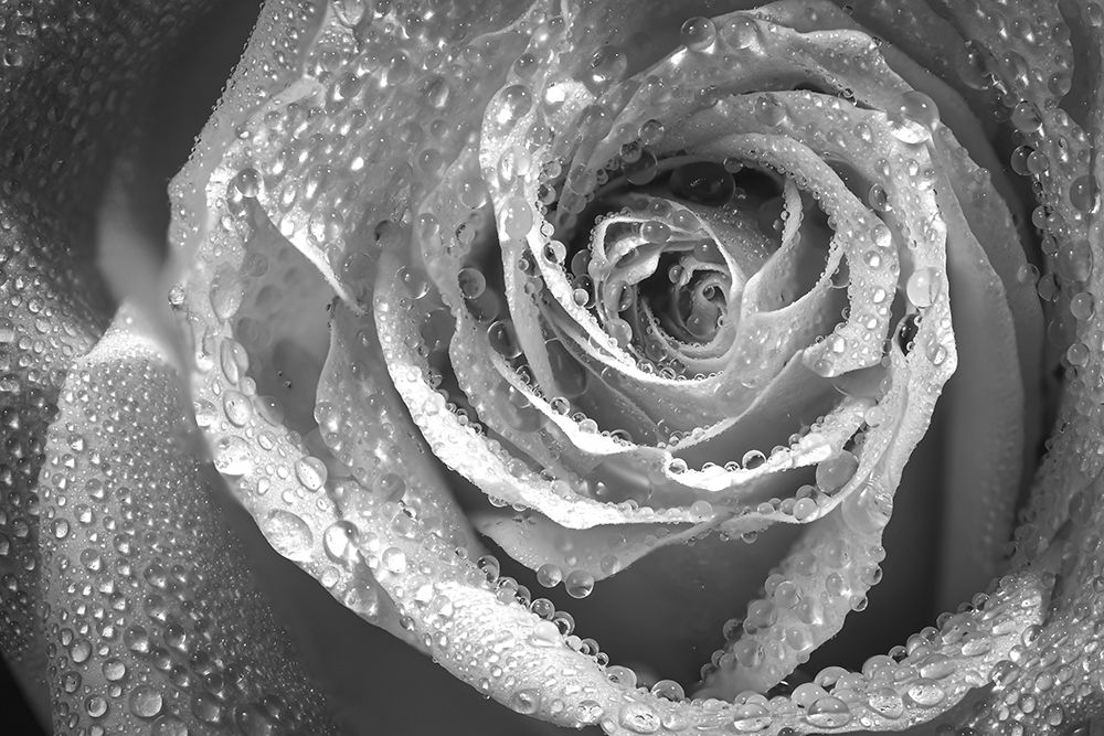 Colorado-Fort Collins Black and white of rose close-up art print by Jaynes Gallery for $57.95 CAD