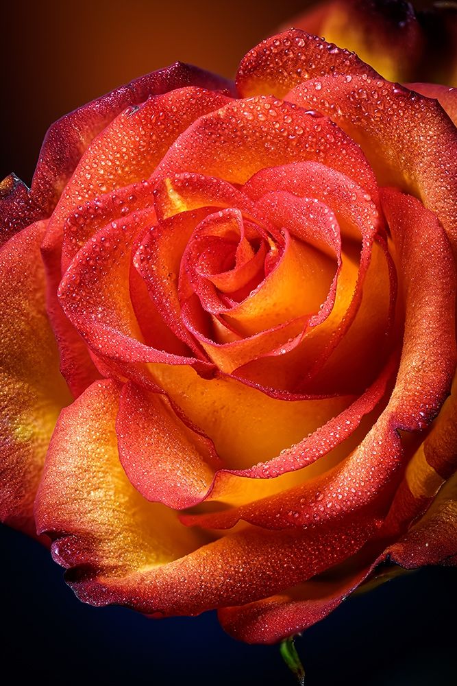 Colorado-Fort Collins Rose close-up art print by Jaynes Gallery for $57.95 CAD