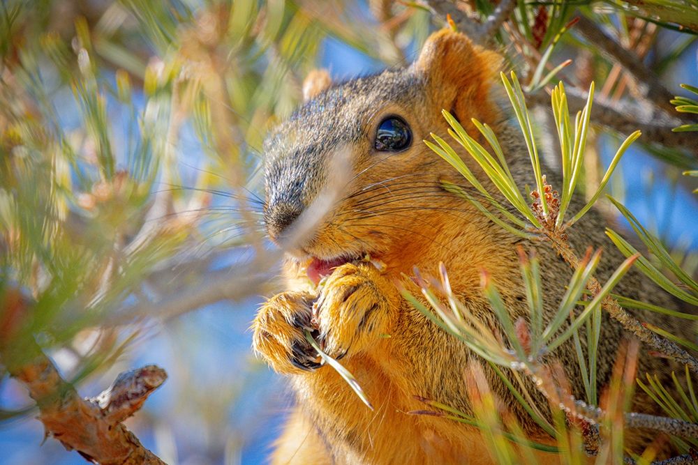 Colorado-Fort Collins Fox squirrel eating pine cone art print by Jaynes Gallery for $57.95 CAD