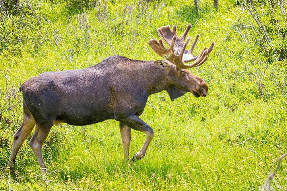 Colorado-Cameron Pass Bull moose in meadow art print by Jaynes Gallery for $57.95 CAD