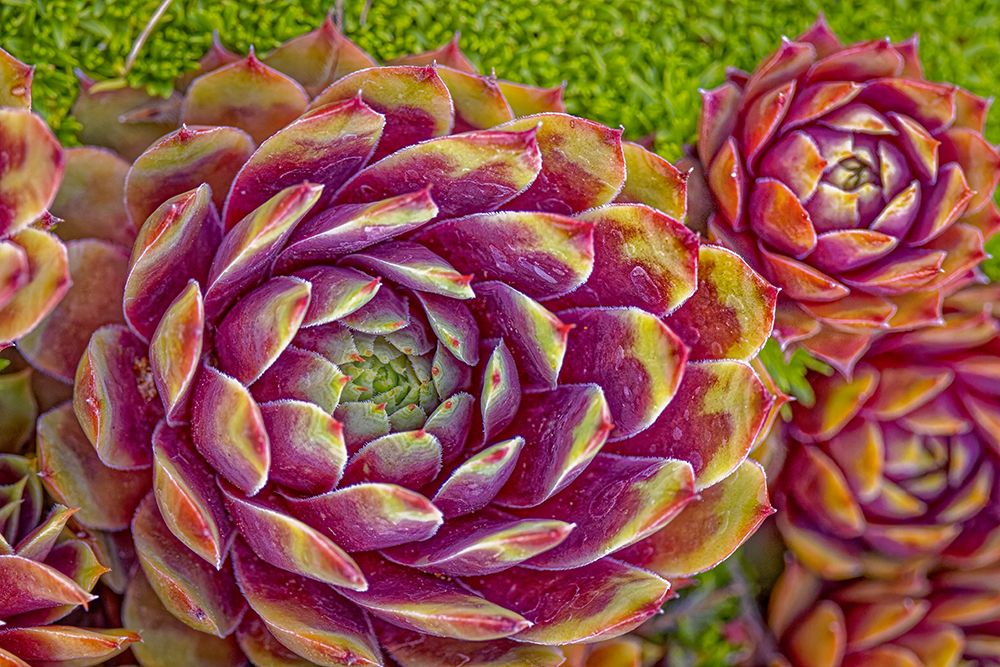 USA-Colorado-Fort Collins Hens and chicks succulent plant close-up art print by Jaynes Gallery for $57.95 CAD