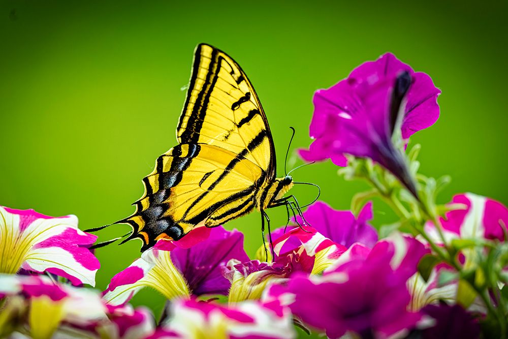 USA-Colorado-Fort Collins Eastern tiger swallowtail on petunia flowers art print by Jaynes Gallery for $57.95 CAD