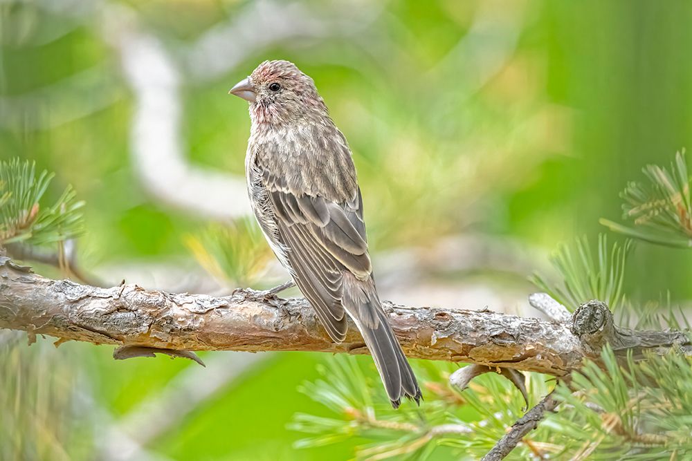 USA-Colorado-Fort Collins Male house finch in a Hawthorne tree art print by Jaynes Gallery for $57.95 CAD