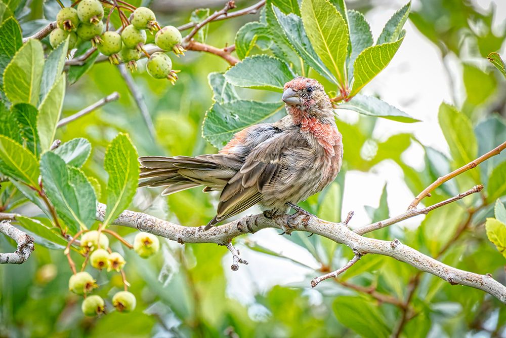 USA-Colorado-Fort Collins Male house finch in a Hawthorne tree art print by Jaynes Gallery for $57.95 CAD