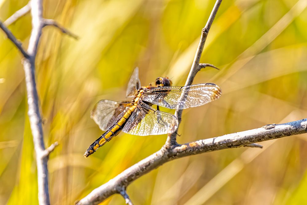 USA-Colorado-Boulder Dragonfly on stem art print by Jaynes Gallery for $57.95 CAD