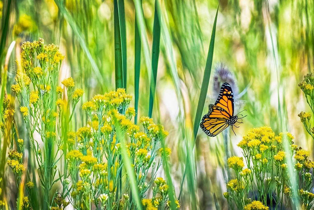 USA-Colorado-Boulder Monarch butterfly in flight among flowers art print by Jaynes Gallery for $57.95 CAD
