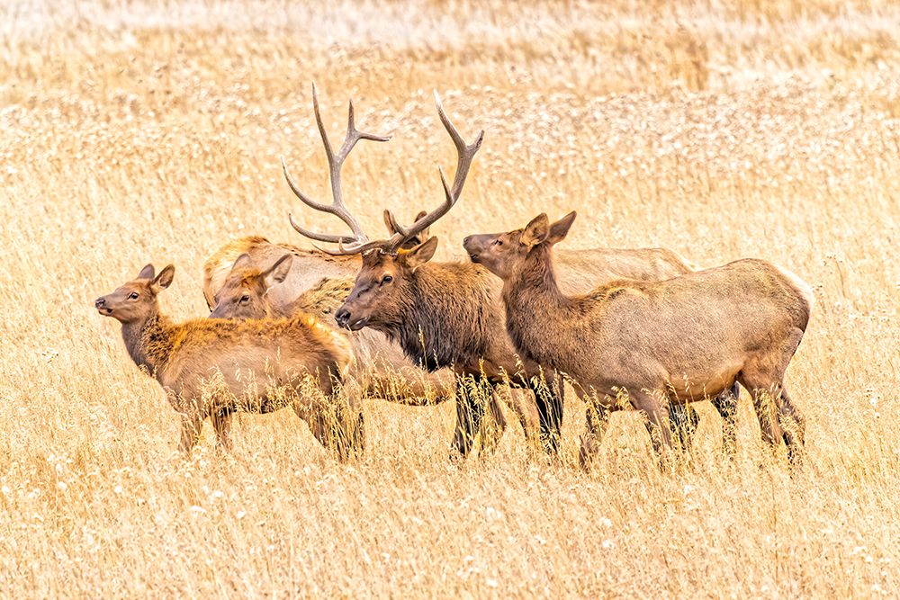 USA-Colorado-Rocky Mountain National Park North American elk male and females in mating season art print by Jaynes Gallery for $57.95 CAD