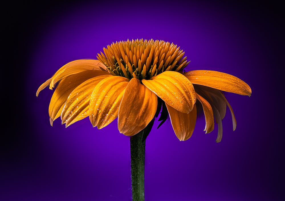 USA-Colorado-Fort Collins Coneflower close-up art print by Jaynes Gallery for $57.95 CAD