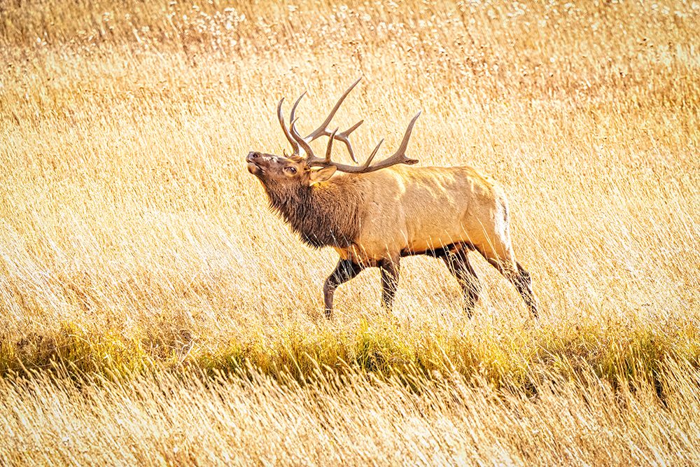 USA-Colorado-Rocky Mountain National Park North American elk male bugling in mating season art print by Jaynes Gallery for $57.95 CAD