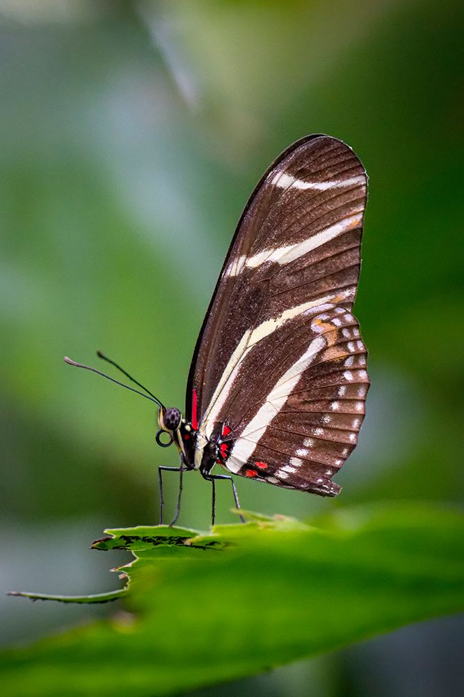 USA-Colorado-Fort Collins Zebra longwing butterfly close-up art print by Jaynes Gallery for $57.95 CAD