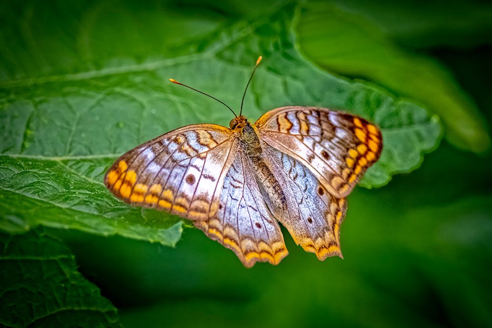 USA-Colorado-Fort Collins White peacock butterfly close-up art print by Jaynes Gallery for $57.95 CAD