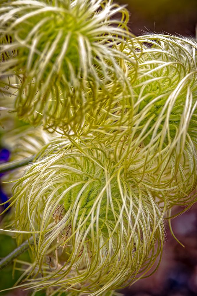 USA-Colorado-Fort Collins Clematis plant close-up art print by Jaynes Gallery for $57.95 CAD