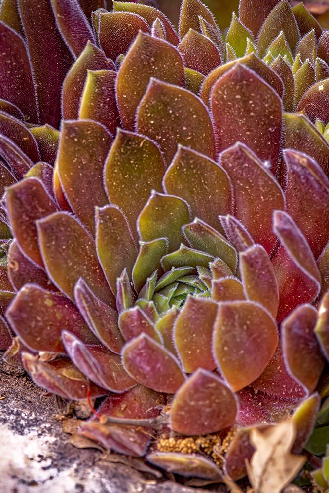 USA-Colorado-Fort Collins Succulent plant close-up art print by Jaynes Gallery for $57.95 CAD