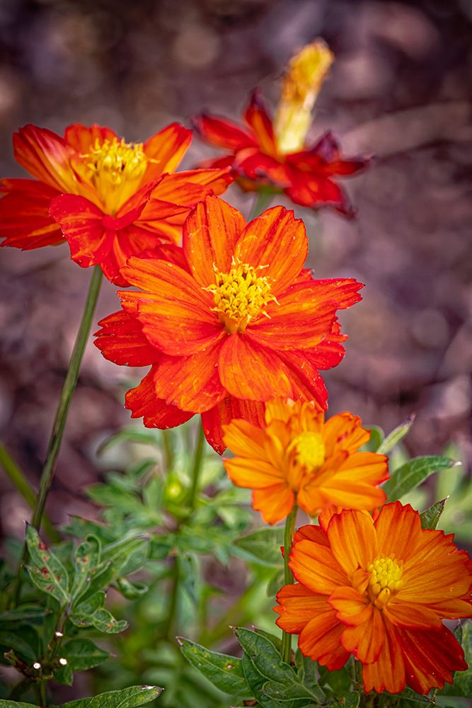 USA-Colorado-Fort Collins Orange coreopsis flowers close-up art print by Jaynes Gallery for $57.95 CAD