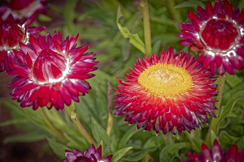 USA-Colorado-Fort Collins Red strawflowers close-up art print by Jaynes Gallery for $57.95 CAD