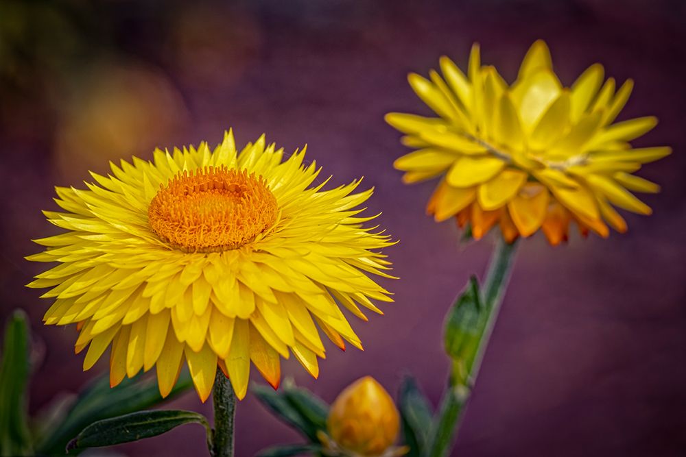 USA-Colorado-Fort Collins Yellow strawflowers close-up art print by Jaynes Gallery for $57.95 CAD