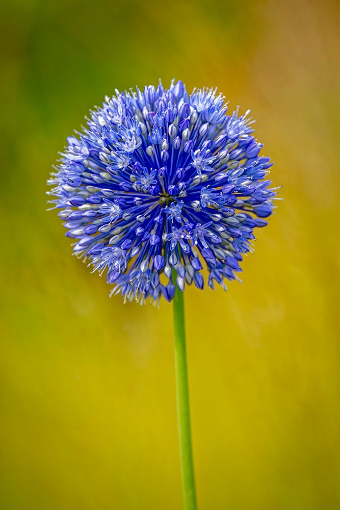 USA-Colorado-Fort Collins Blue allium flower close-up art print by Jaynes Gallery for $57.95 CAD