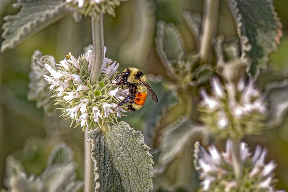 USA-Colorado-Fort Collins Orange-belted bumblebee-verbena flower art print by Jaynes Gallery for $57.95 CAD