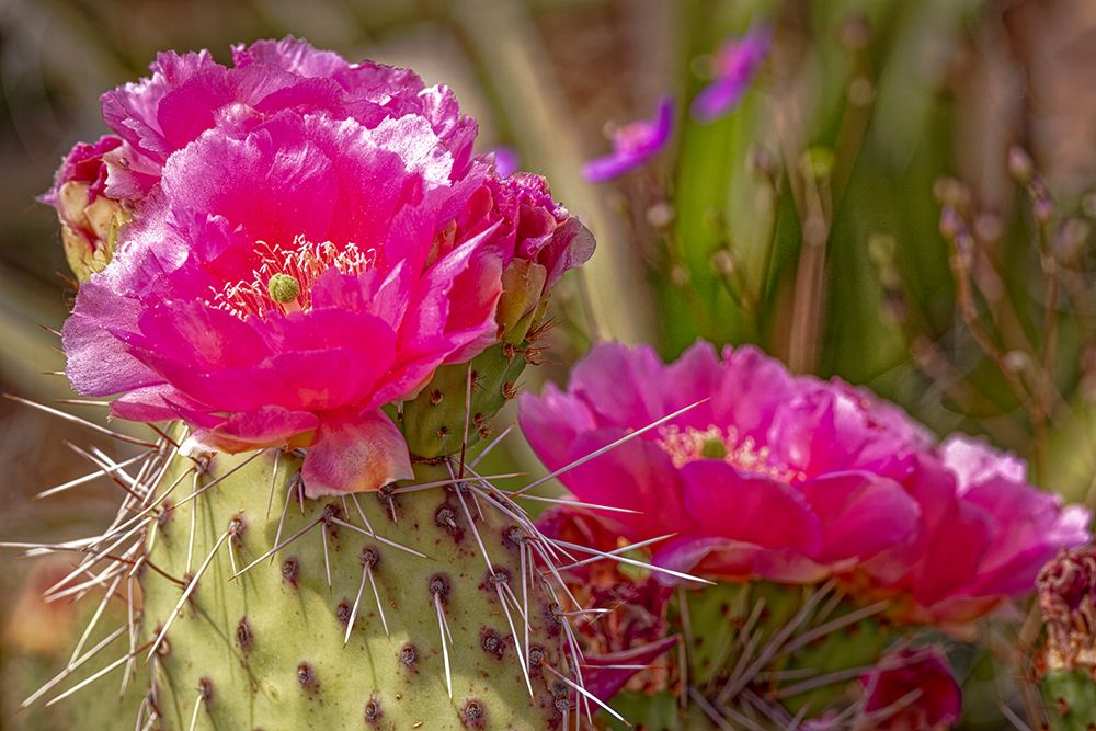USA-Colorado-Fort Collins Prickly pear cactus flowers close-up art print by Jaynes Gallery for $57.95 CAD