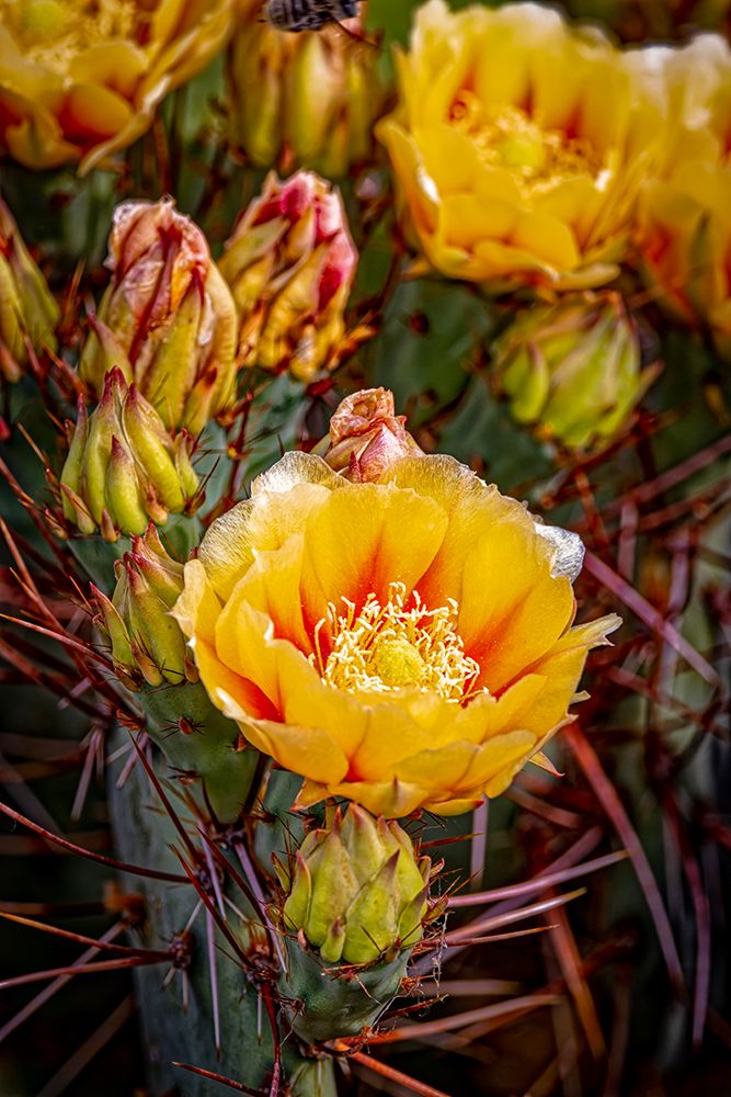 USA-Colorado-Fort Collins Prickly pear cactus flowers close-up art print by Jaynes Gallery for $57.95 CAD