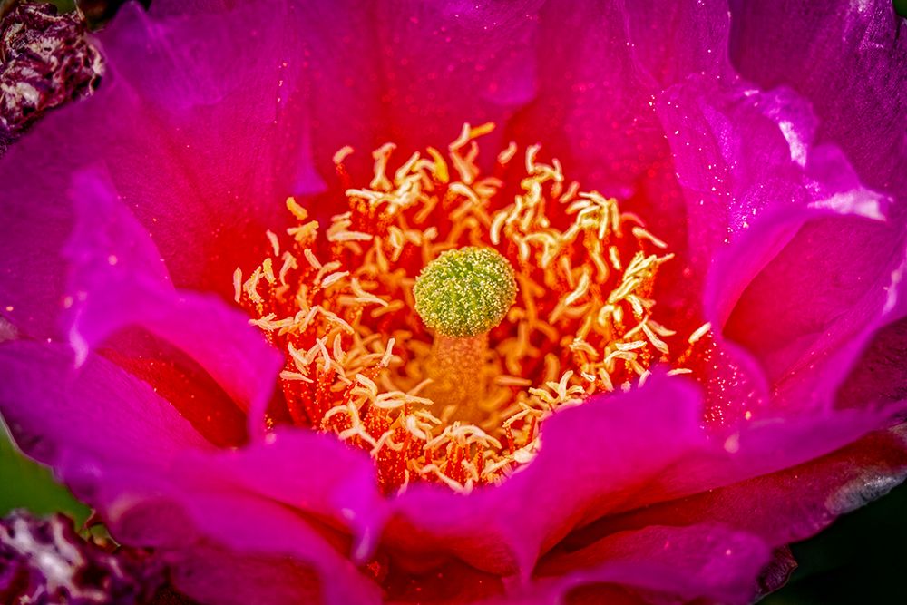 USA-Colorado-Fort Collins Prickly pear cactus flower close-up art print by Jaynes Gallery for $57.95 CAD
