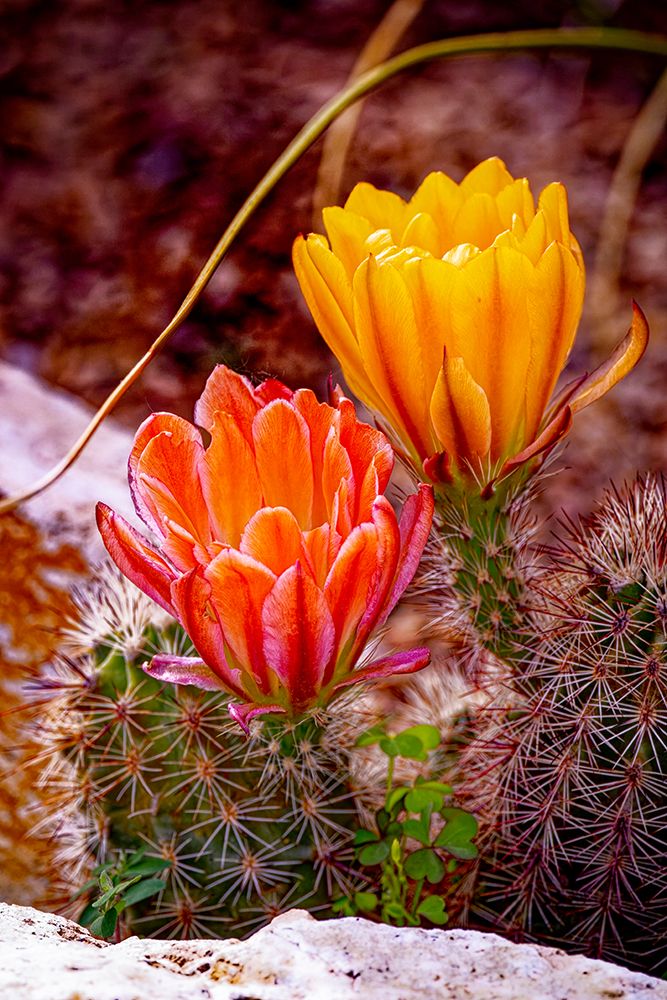 USA-Colorado-Fort Collins Prickly pear cactus flowers close-up art print by Jaynes Gallery for $57.95 CAD
