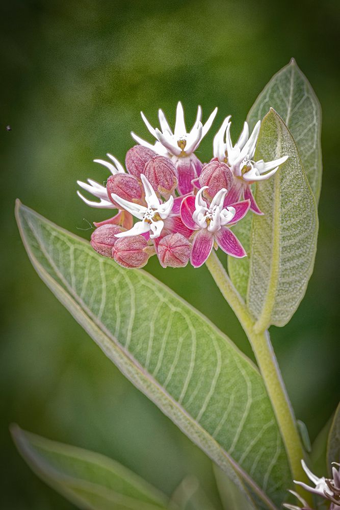 USA-Colorado-Fort Collins Showy milkweed flowers art print by Jaynes Gallery for $57.95 CAD