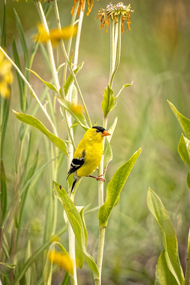 USA-Colorado-Fort Collins Male American goldfinch close-up art print by Jaynes Gallery for $57.95 CAD