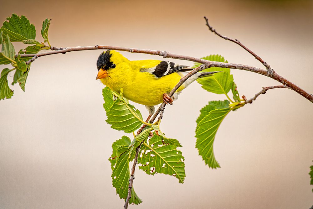 USA-Colorado-Fort Collins Male American goldfinch close-up art print by Jaynes Gallery for $57.95 CAD