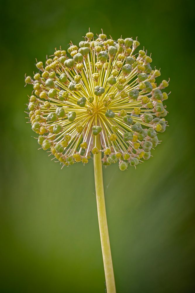 USA-Colorado-Fort Collins Yellow allium plant close-up art print by Jaynes Gallery for $57.95 CAD