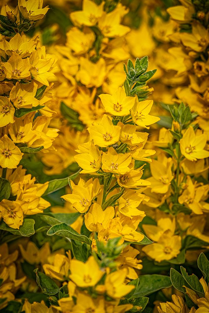USA-Colorado-Fort Collins Yellow loosestrife flowers art print by Jaynes Gallery for $57.95 CAD