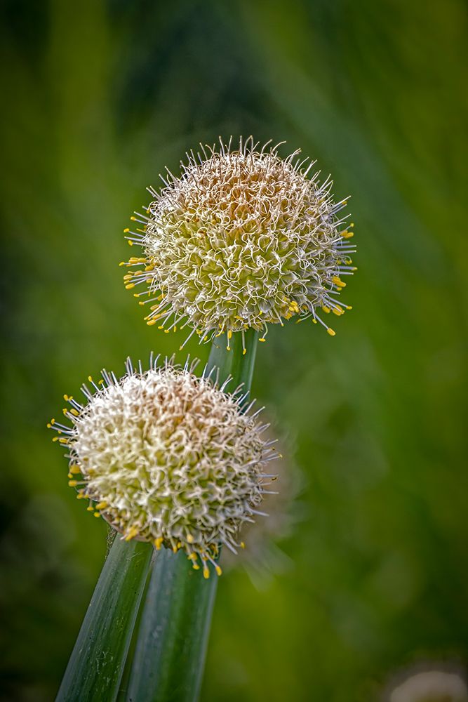 USA-Colorado-Fort Collins White allium plant close-up art print by Jaynes Gallery for $57.95 CAD