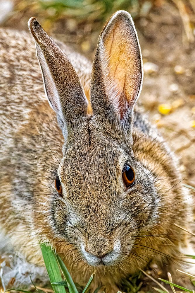 USA-Colorado-Fort Collins Eastern cottontail rabbit close-up art print by Jaynes Gallery for $57.95 CAD