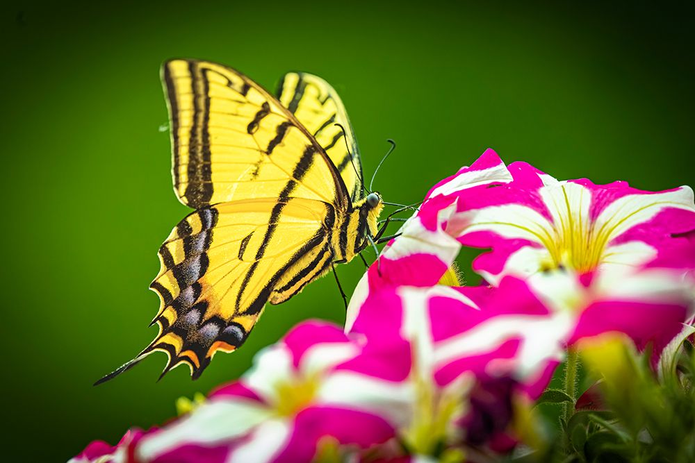 USA-Colorado-Fort Collins Eastern tiger swallowtail on petunia flowers art print by Jaynes Gallery for $57.95 CAD