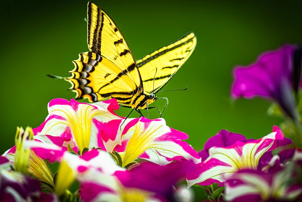 USA-Colorado-Fort Collins Eastern tiger swallowtail on petunia flowers art print by Jaynes Gallery for $57.95 CAD