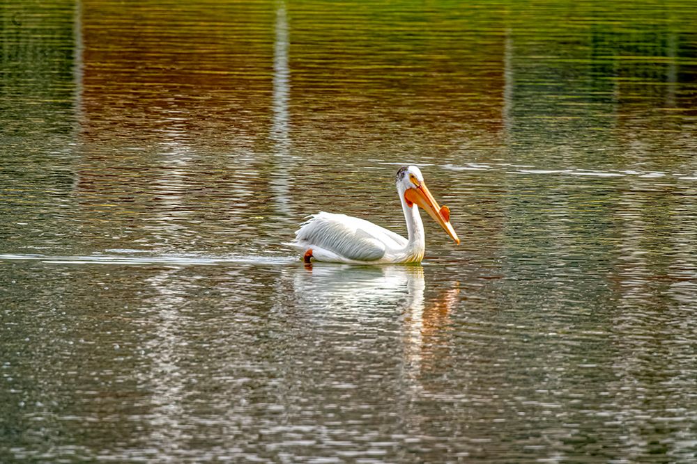 USA-Colorado-Windsor American white pelican swimming in pond art print by Jaynes Gallery for $57.95 CAD