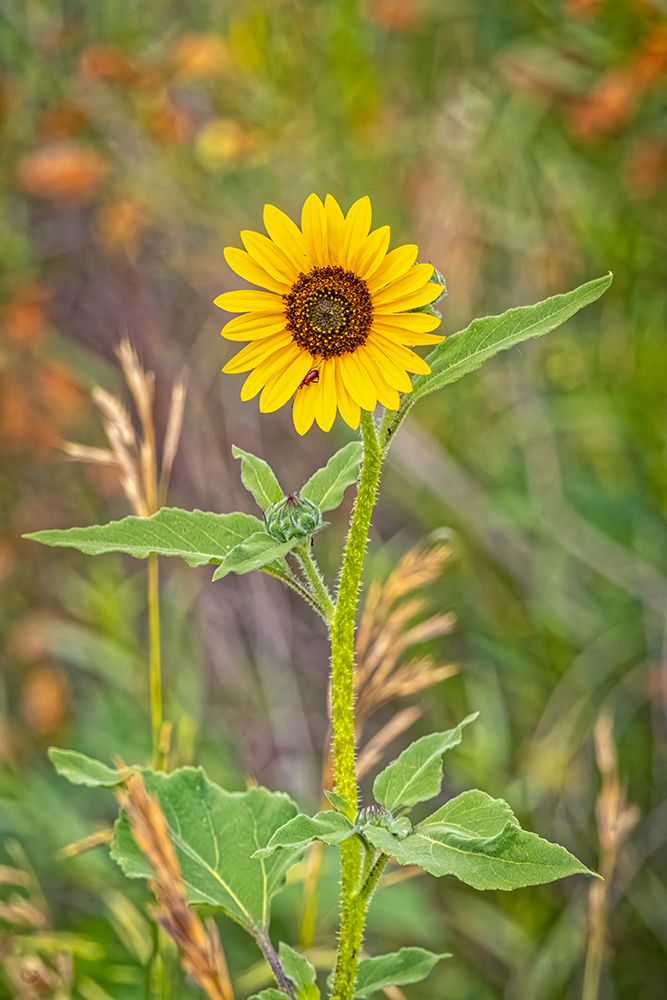 USA-Colorado-Windsor Close-up of sunflower art print by Jaynes Gallery for $57.95 CAD