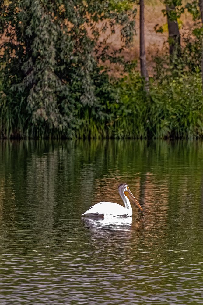 USA-Colorado-Windsor American white pelican swimming in pond art print by Jaynes Gallery for $57.95 CAD